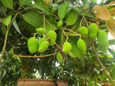 yeşil yapraklar, flora ve yeşil mango yaprakları