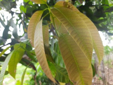 Yeşil yaprakları kapat