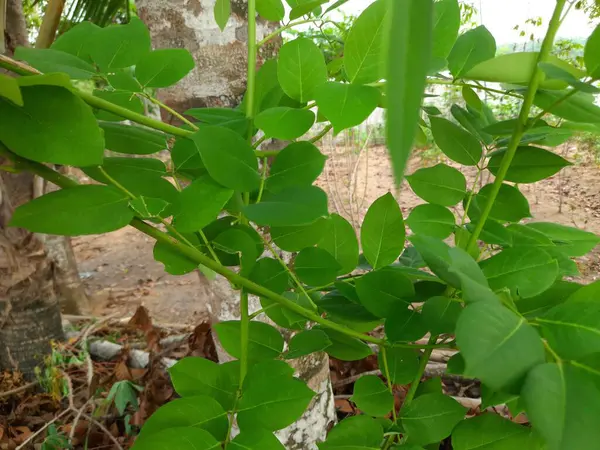 Bahçedeki bir bitkinin yeşil yaprakları
