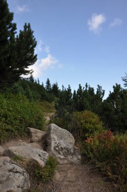 Karpatlar 'ın dağlarında patika 