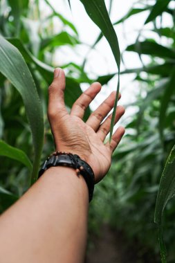 Genç adam yazın tarlada mısır tutuyor.