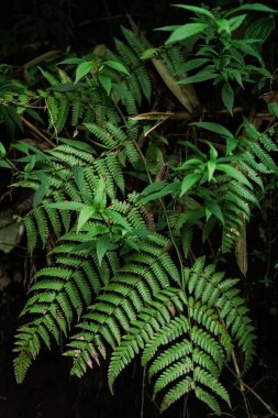 Ormanda yeşil eğrelti otu