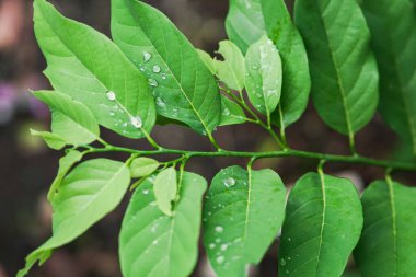 Ağaçtaki yeşil yapraklar