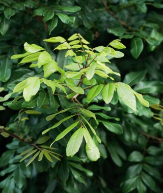 Bahçede yeşil yapraklar