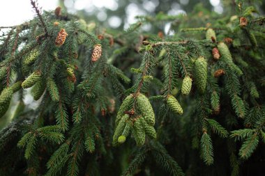 Young pine cones on a branch. clipart