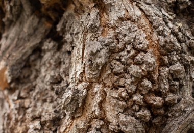 Ağaç kabuğu dokusu. Meşe ağacı arka planı. Eski Bagaj deseni.