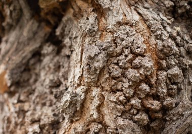 Ağaç kabuğu dokusu. Meşe ağacı arka planı. Eski Bagaj deseni.