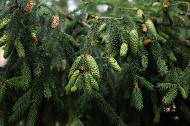 Ormanda yetişen çam dallarındaki genç yeşil tümsek.