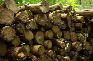 Bir yığın tahta kütük, kesilmiş ve istiflenmiş büyük ağaç gövdeleri. Ormanda kesilmiş çam ağaçlarının kütükleri..