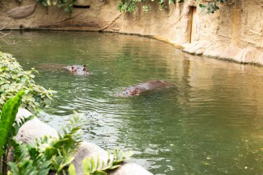 Tıpkı bir buz dağının tepesi gibi - sudaki su aygırı.