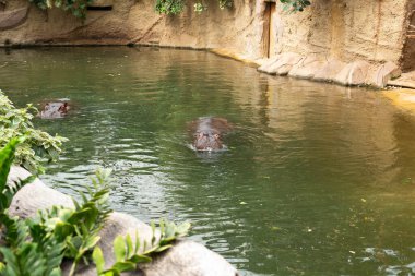 Tıpkı bir buz dağının tepesi gibi - sudaki su aygırı.