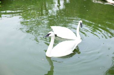 A swan side eyeing the camera. clipart