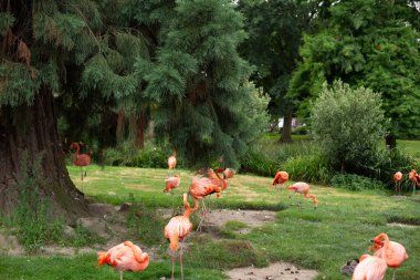 Flamingo, Zoo, renkli, kuş, hayvan