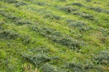 Kısmen kesilmiş çimen yeşili arazi.