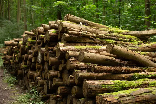 stock image A pile of wooden logs, big trunks of tall trees cut and stacked. Stack of cut pine tree logs in a forest.