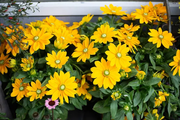 stock image Yellow flowers of Rudbeckia fulgida.