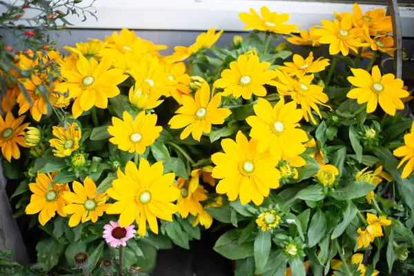 Rudbeckia fulgida 'nın sarı çiçekleri.