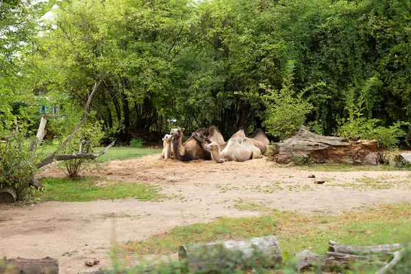 Develer uzanmış, eğimli bir zeminde dinleniyor, yeşil bulanık bir arka planı var.