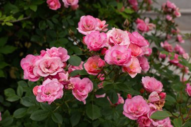 Küçük pembe çift çiçekli ve yeşil tomurcuklu polyanta gülü Peri ya da Feerie, Perle Rose bahçenin gölgesinde.