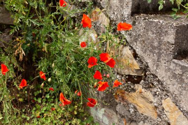 Red poppies in a poppies field. Remembrance or armistice day. clipart