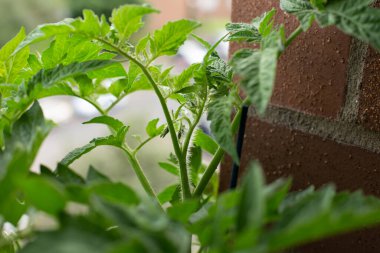 Güzel, sağlıklı bir domates filizini serada yakından çek..