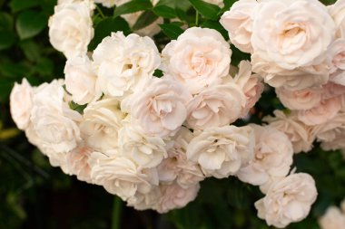 Pembe çiçeklerle açan çiçekli bir gül çalısı. Bahçedeki bir çalılıkta çiçek açan gül tomurcukları.