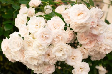 Pembe çiçeklerle açan çiçekli bir gül çalısı. Bahçedeki bir çalılıkta çiçek açan gül tomurcukları.