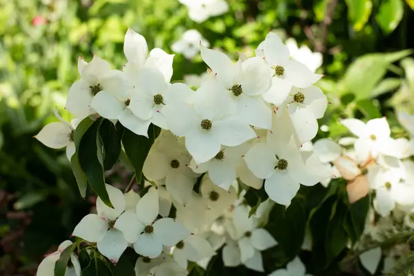 Cornus Florida, çicek açan odun. Cornel çiçeği..