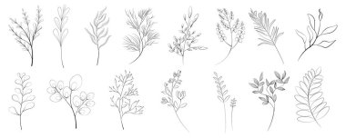 Vector set drawn by hand with the pen tool. Plants and tree branches, lush leaves, flowering plants.Plants and various leaves for decorating wedding invitations and postcards  Set of leaves and twigs