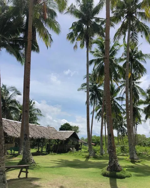 Tropikal bir cennette geleneksel sazdan bir kulübeyi gölgeleyen yüksek palmiye ağaçlarının sakin bir sahnesi dinlenmek için mükemmel, doğa geri çekiliyor, ya da tropikal bir kaçış