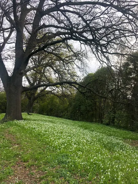Narin beyaz çiçeklerle kaplı bir çayırın üzerinde dalları olan, serpilmiş bir ağacın bulunduğu sakin bir manzara, çiçek açan doğanın sakin güzelliğini yakalıyor.