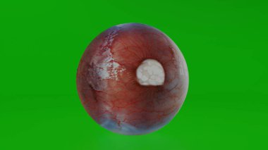 Göz bebeği 4k fotoğraf 2024.