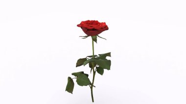 Beyaz arkaplan ile kırmızı gül