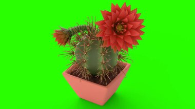 Yeşil arka planda çiçekli kaktüs