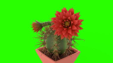 Yeşil arka planda çiçekli kaktüs
