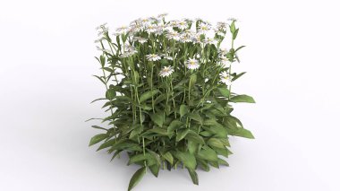 Beyaz arkaplanı olan papatya bitkisi