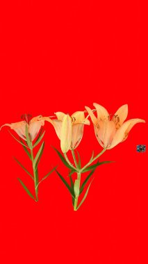 siberian lily lilium with red background clipart