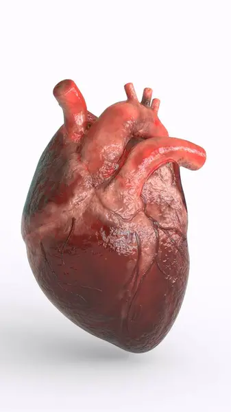 Beyaz arka planı olan gerçekçi bir insan kalbi.