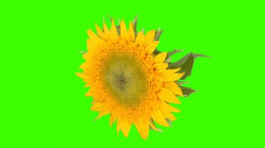 yeşil arka plan ayçiçeği