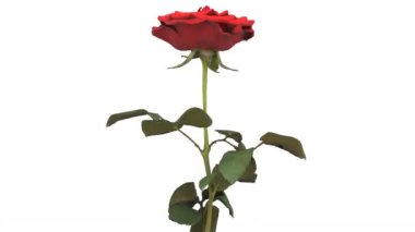 Kırmızı gül döngüsü videosu