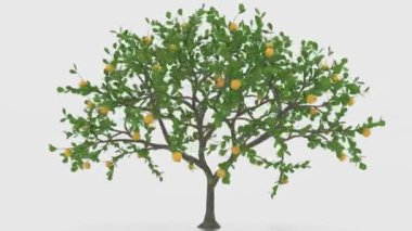 beyaz arkaplanda limon ağacı