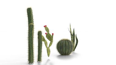 Beyaz arka planda farklı kaktüs türleri