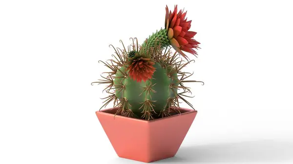 kaktüs bitki çiçek