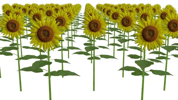 beyaz arkaplanda ayçiçeği tarlaları