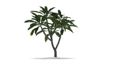 Frangipani ağaç beyaz zemin üzerine