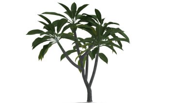 Frangipani ağaç beyaz zemin üzerine
