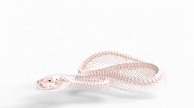 Japon çukur engerek iskeleti