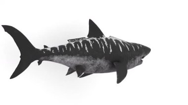 Megalodon köpekbalığı animasyonu. megalodon köpekbalığı animasyonu