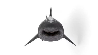 Beyaz arkaplanda megalodon köpekbalığı animasyonu