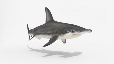 çekiç başlı köpekbalığı animasyonu çekiç başlı köpekbalığı animasyonu